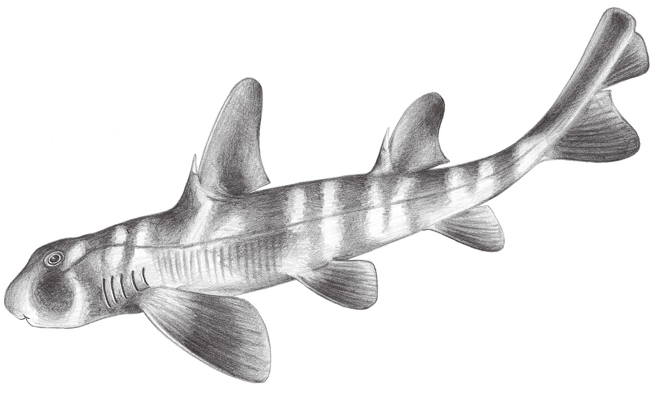 16.	日本虎鯊 Heterodontus japonicus Maclay & Macleay, 1884