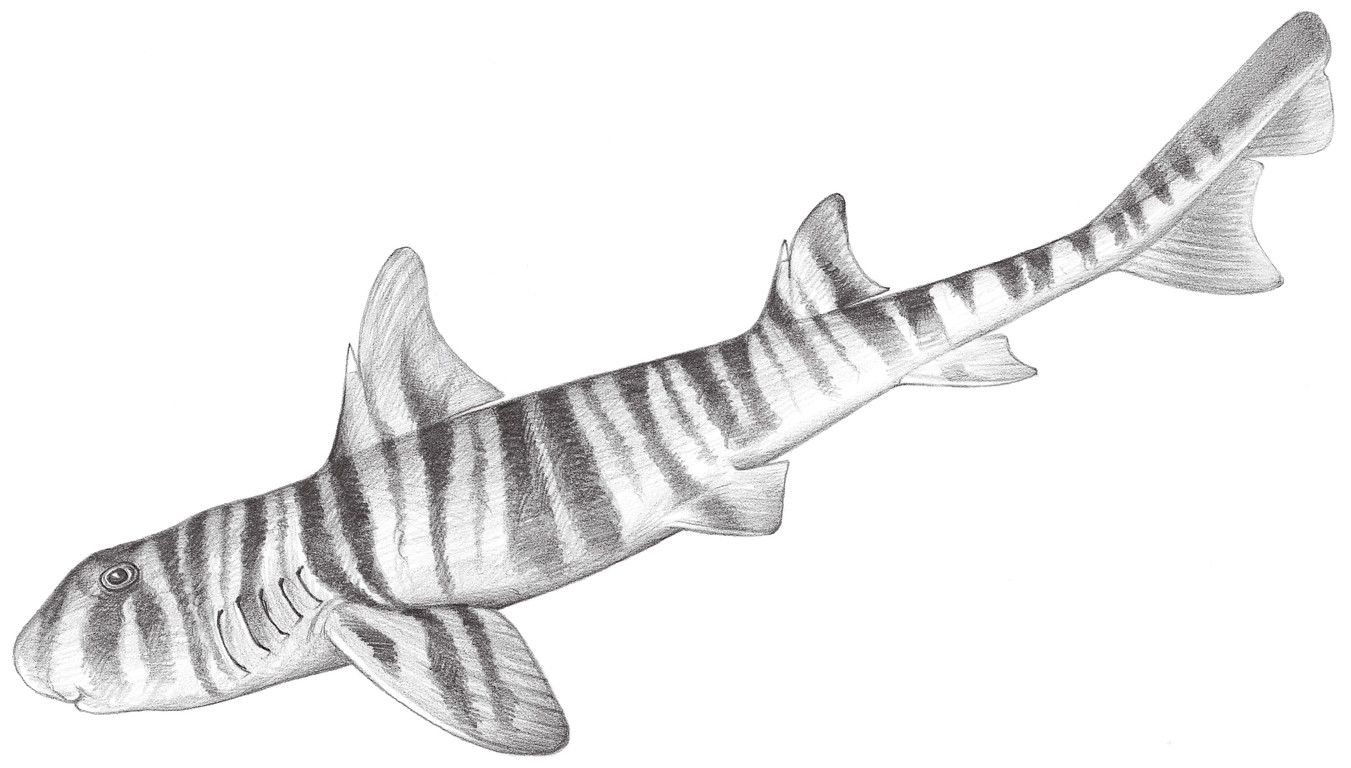 17.	狹紋虎鯊 Heterodontus zebra (Gray, 1831)