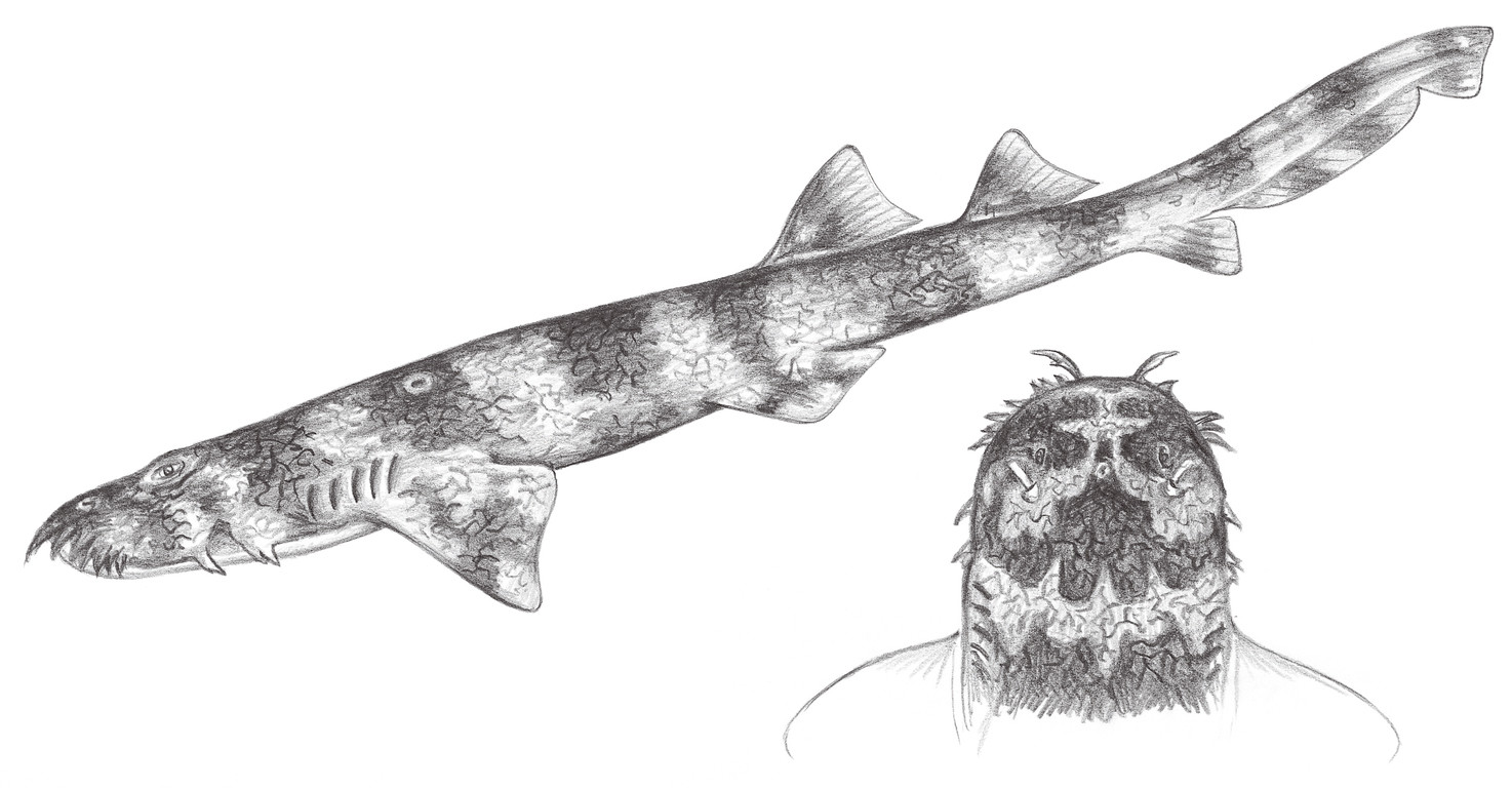 20.	日本鬚鯊 Orectologus japonicus Regan, 1906