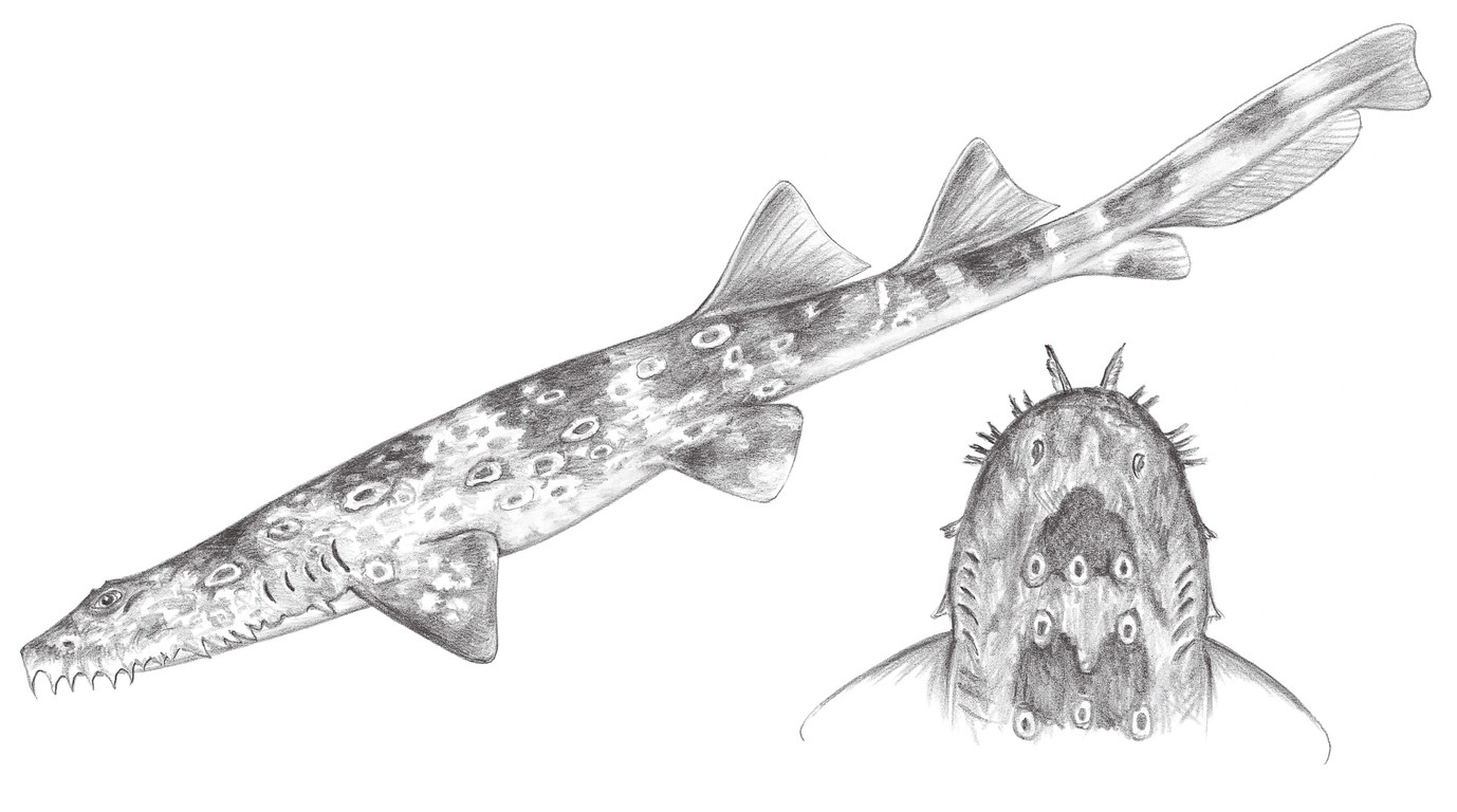 21.	斑鬚鯊 Orectolobus maculatus ( Bonnaterre, 1788)