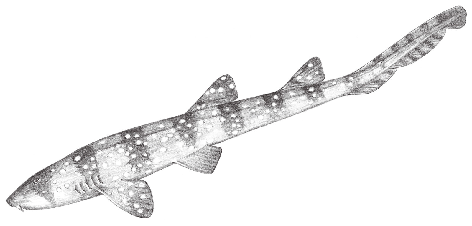 23.	條紋斑竹鯊 Chiloscyllium plagiosum (Bennett, 1830)