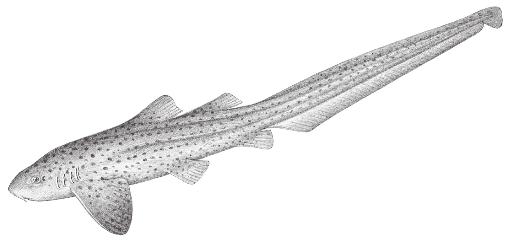 25.	豹紋鯊（大尾虎鮫） Stegostoma fasciatum (Hermann, 1783)