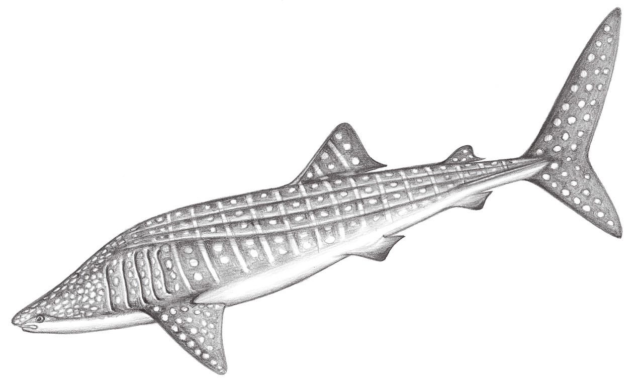 27.	鯨鯊（鯨鮫） Rhnicodon typus (Smith, 1828)