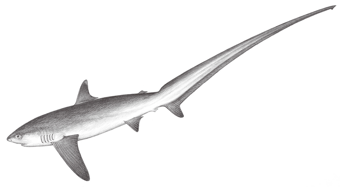32.	淺海長尾鯊 Alopias pelagicus Nakamura, 1935