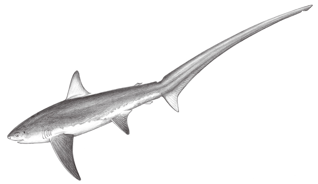 34.	長尾鯊 Alopias vulpinus (Bonnaterre, 1788)