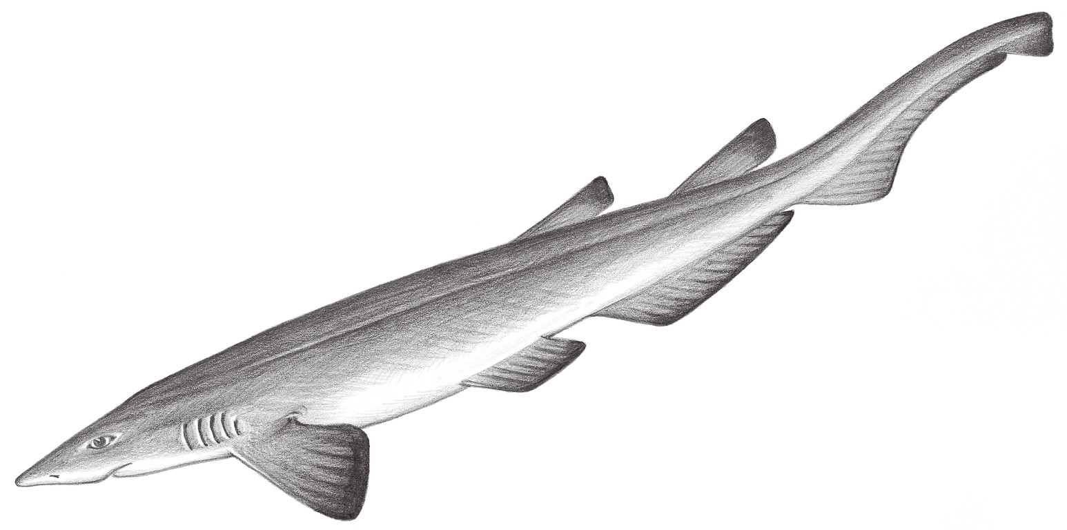 40.	平頭光尾鯊 Apristurus macrorhynchus (Tanaka, 1909)