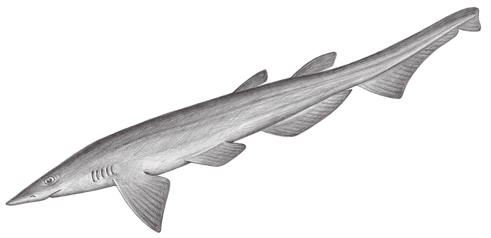 41.	扁吻光尾鯊 Apristurus platyrhynchus (Tanaka, 1909)