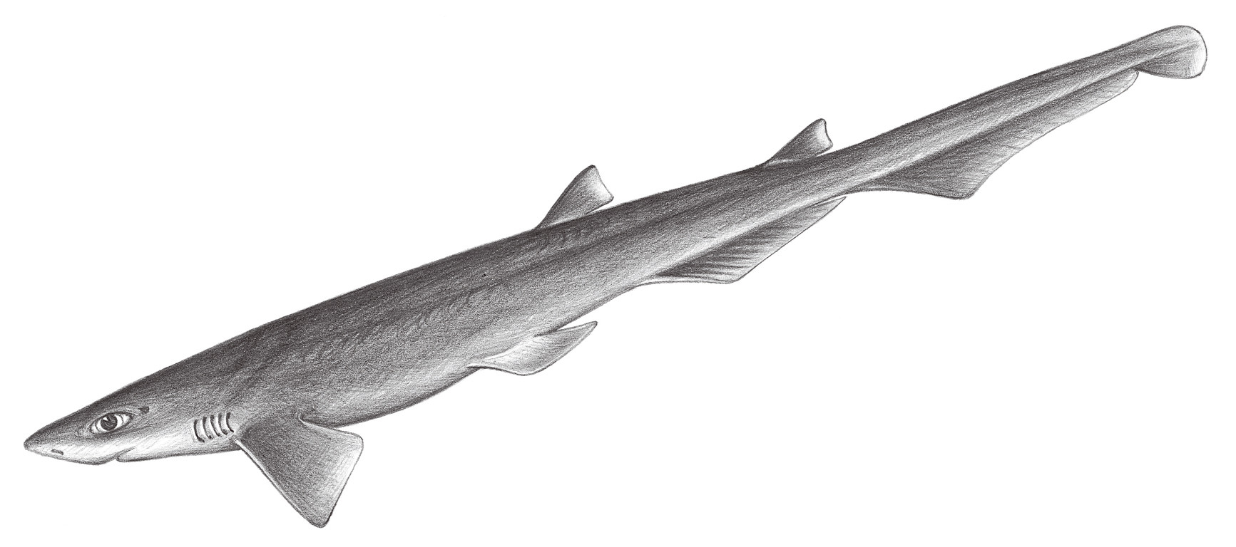 45.	黑鰭鋸尾鯊 Galeus sauteri (Jordan & Richardson, 1909)