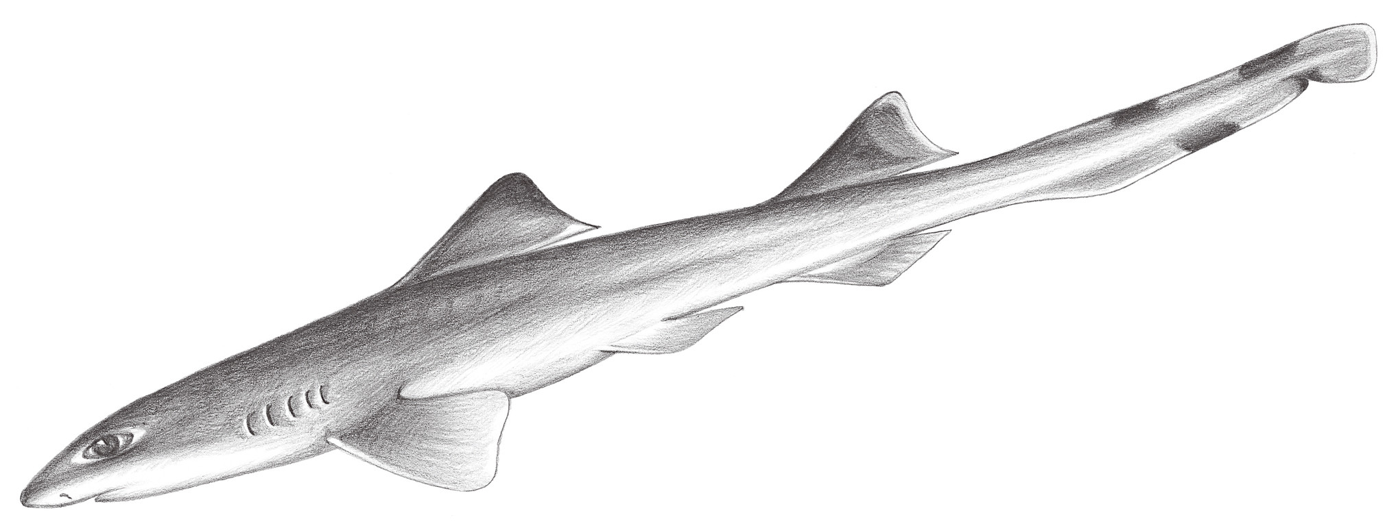 48.	斑鰭光唇鯊 Eridacnis radcliffei Smith, 1913