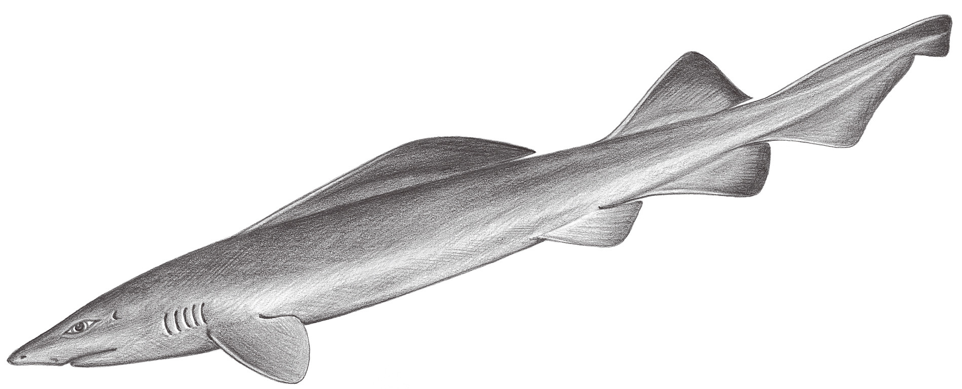 49.	小齒擬皺唇鯊（啞巴鮫） Pseudotriakis microdon Capello, 1868