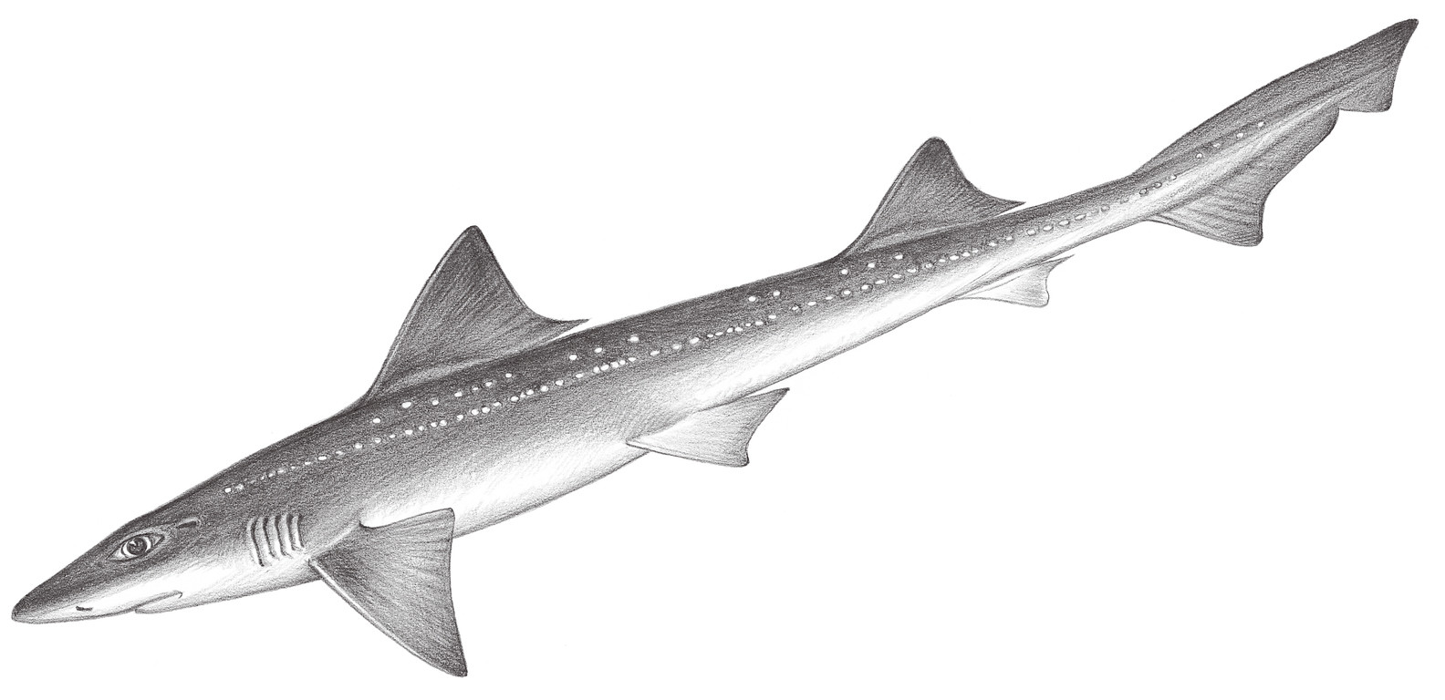 53.	星鯊 Mustelus manazo Bleeker, 1854