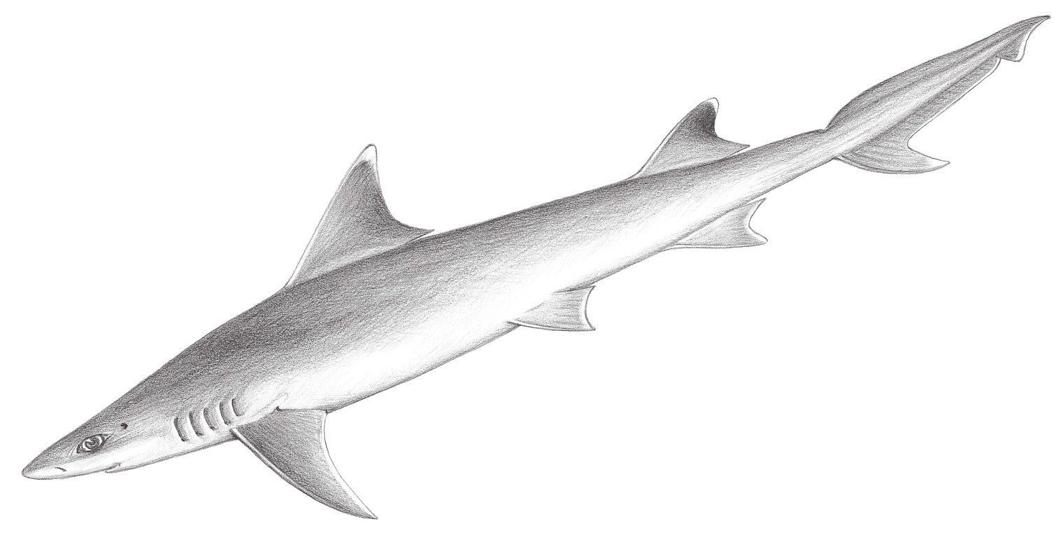 56.	小口半沙條鯊 Hemigaleus microstoma Bleeker, 1852