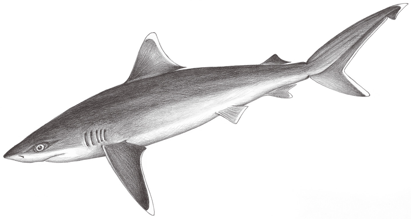 58.	白邊真鯊 Carcharhinus albimarginatus (Rüppell, 1837)
