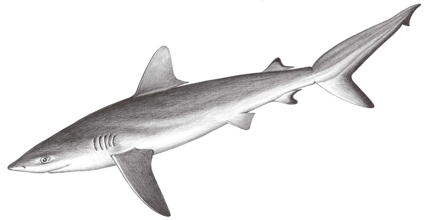 60.	黑尾真鯊 Carcharhinus amblyrhynchos (Bleeker, 1856)