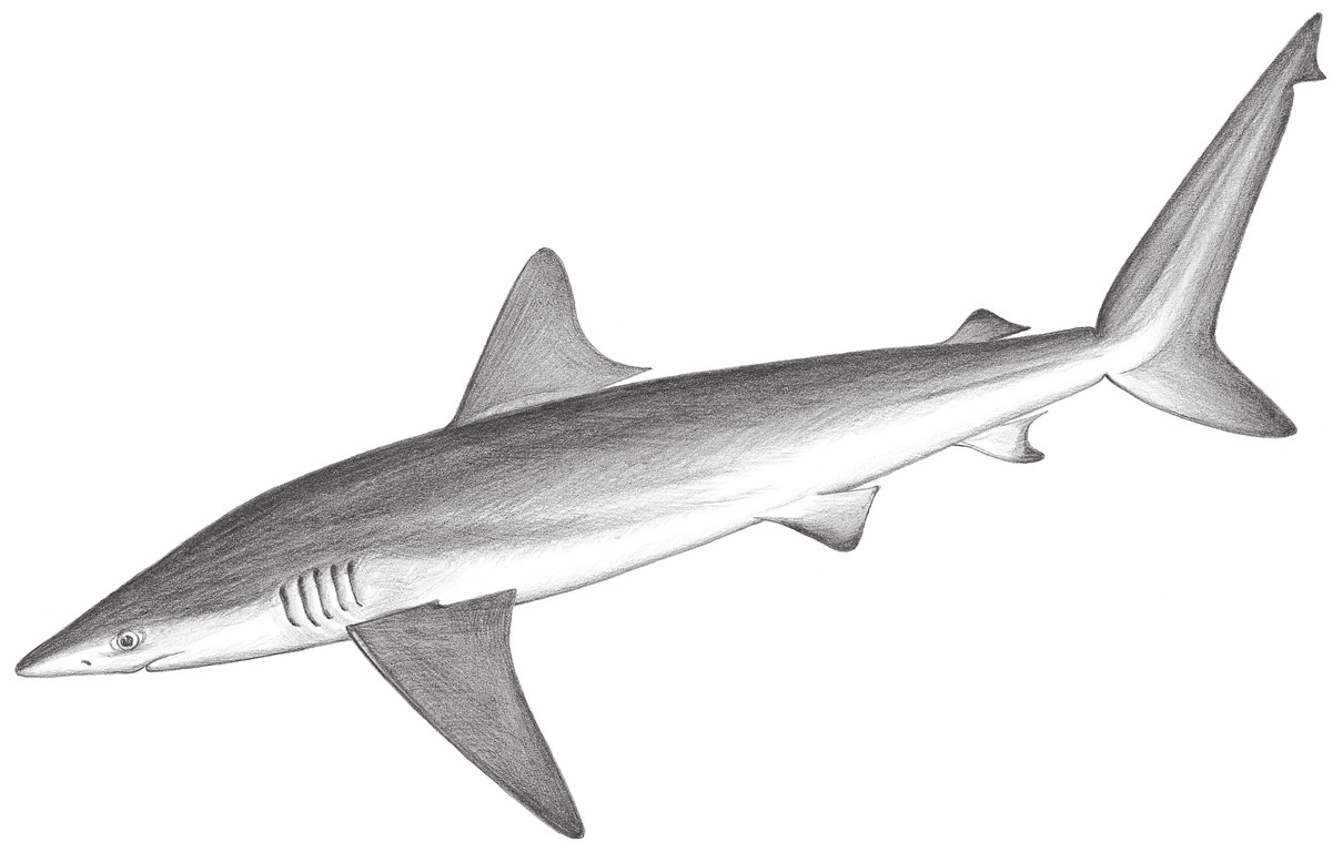 61.	短尾真鯊 Carcharhinus brachyurus (Günther, 1870)
