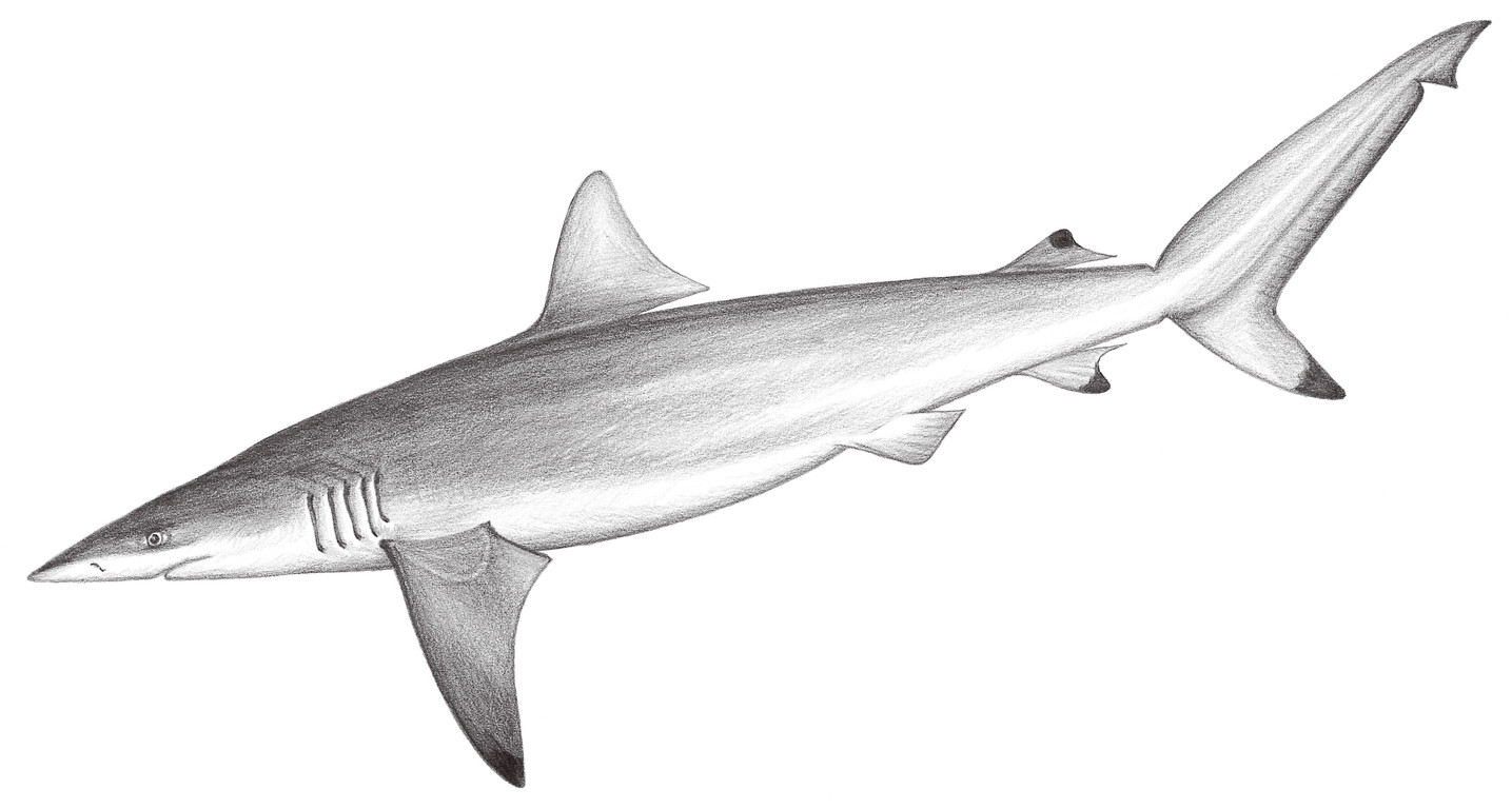 62.	短鰭真鯊 Carcharhinus brevipinna (Müller & Henle, 1839)