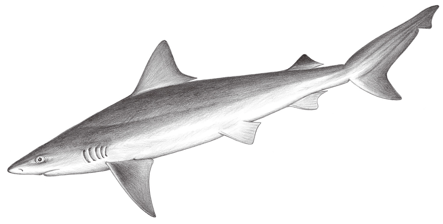 63.	杜氏真鯊 Carcharhinus dussumieri (Valenciennes, 1839)