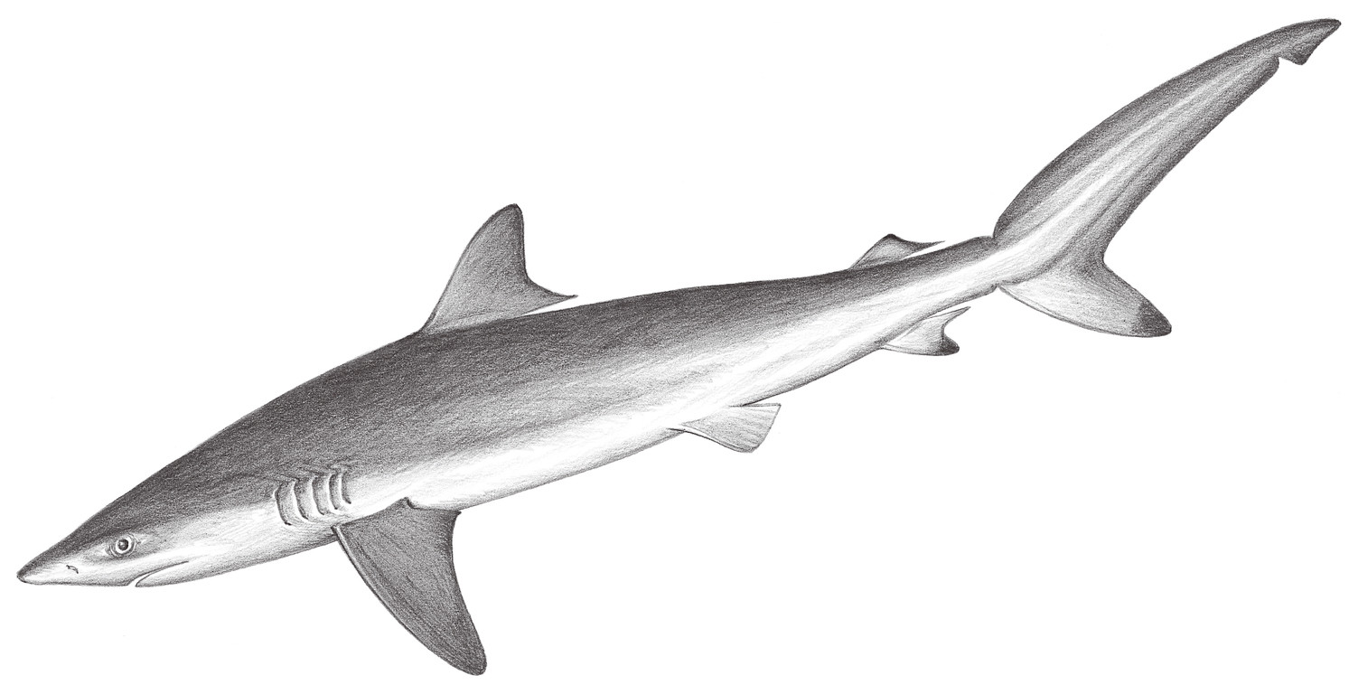 64.	鎌狀真鯊 Carcharhinus falciformis (Bibron, 1839)