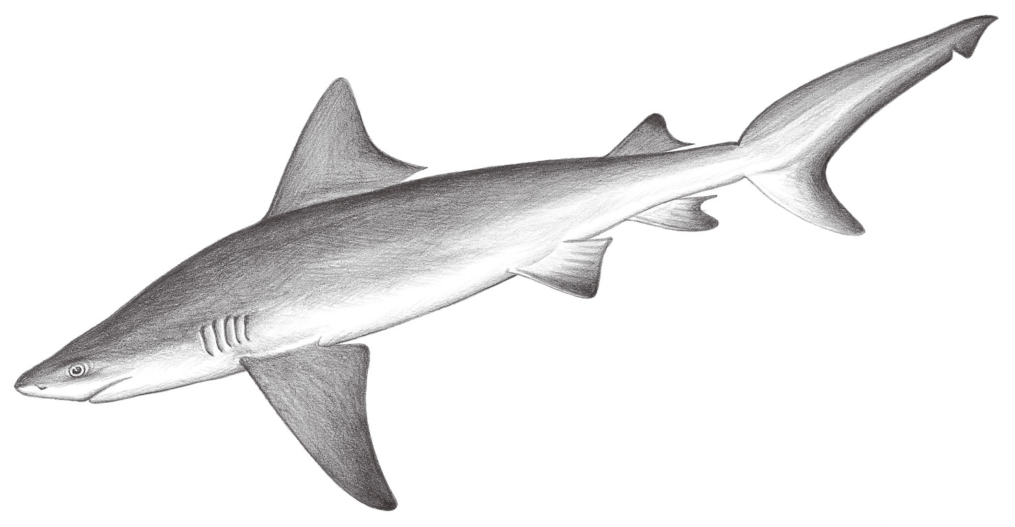 65.	低鰭真鯊 Carcharhinus leucas (Valenciennes, 1839)