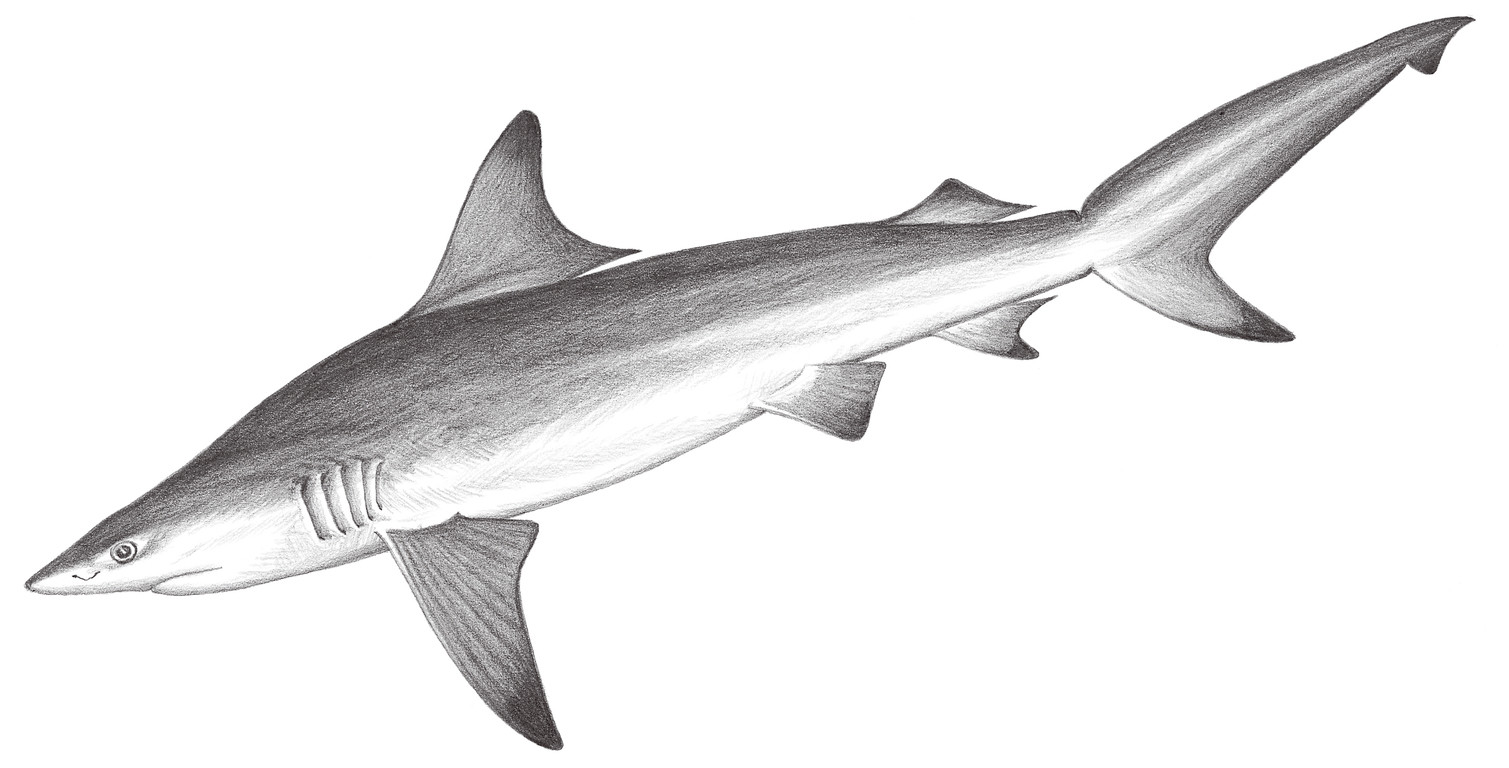 66.	黑稍真鯊 Carcharhinus limbatus (Valenciennes, 1839)