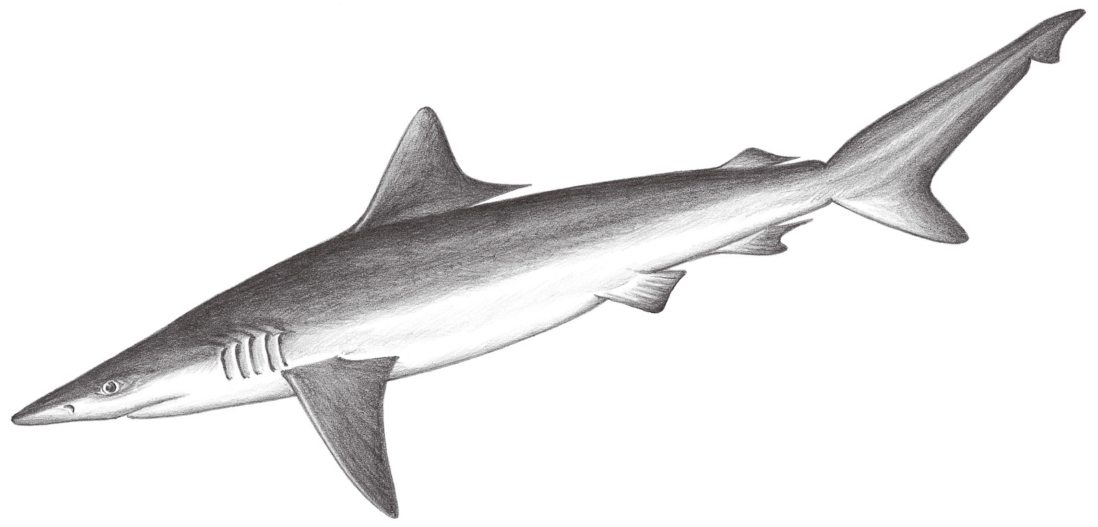 68.	麥氏真鯊 Carcharhinus macloti (Müller & Henle, 1839)