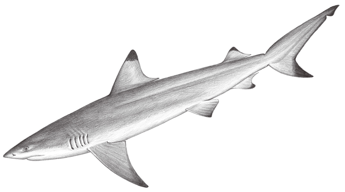 69.	烏翅真鯊 Carcharhinus melanopterus (Quoy & Gaimard, 1824)