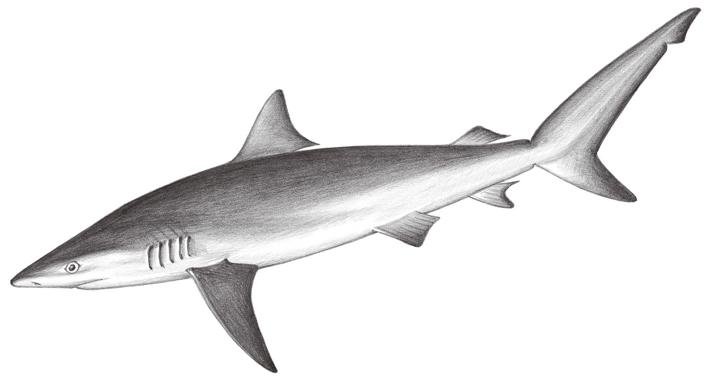 70.	灰真鯊 Carcharhinus obscurus (Lesueur, 1818)
