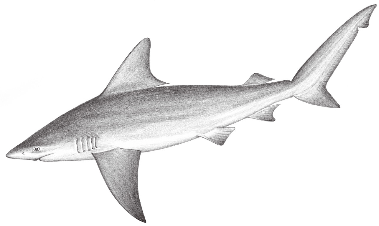 71.	鉛灰真鯊 Carcharhinus plumbeus (Nardo, 1827)