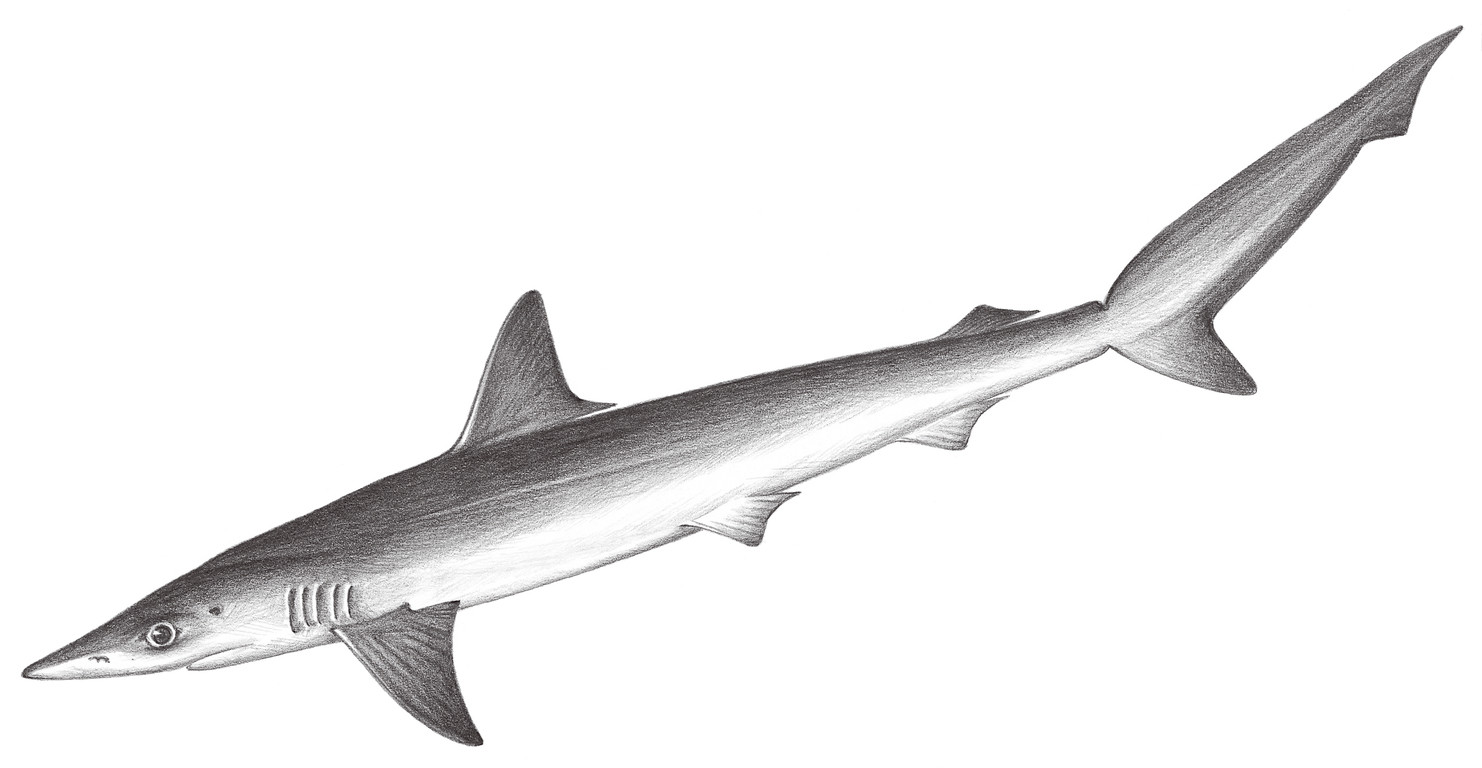 75.	廣鼻曲齒鮫 Loxodon macrorhinus Müller & Henle, 1839