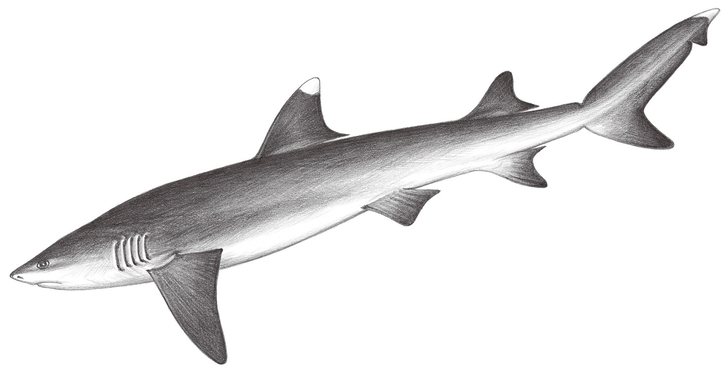 80.	灰三齒鮫（鱟鮫） Triaenodon obesus (Rüppell, 1837)