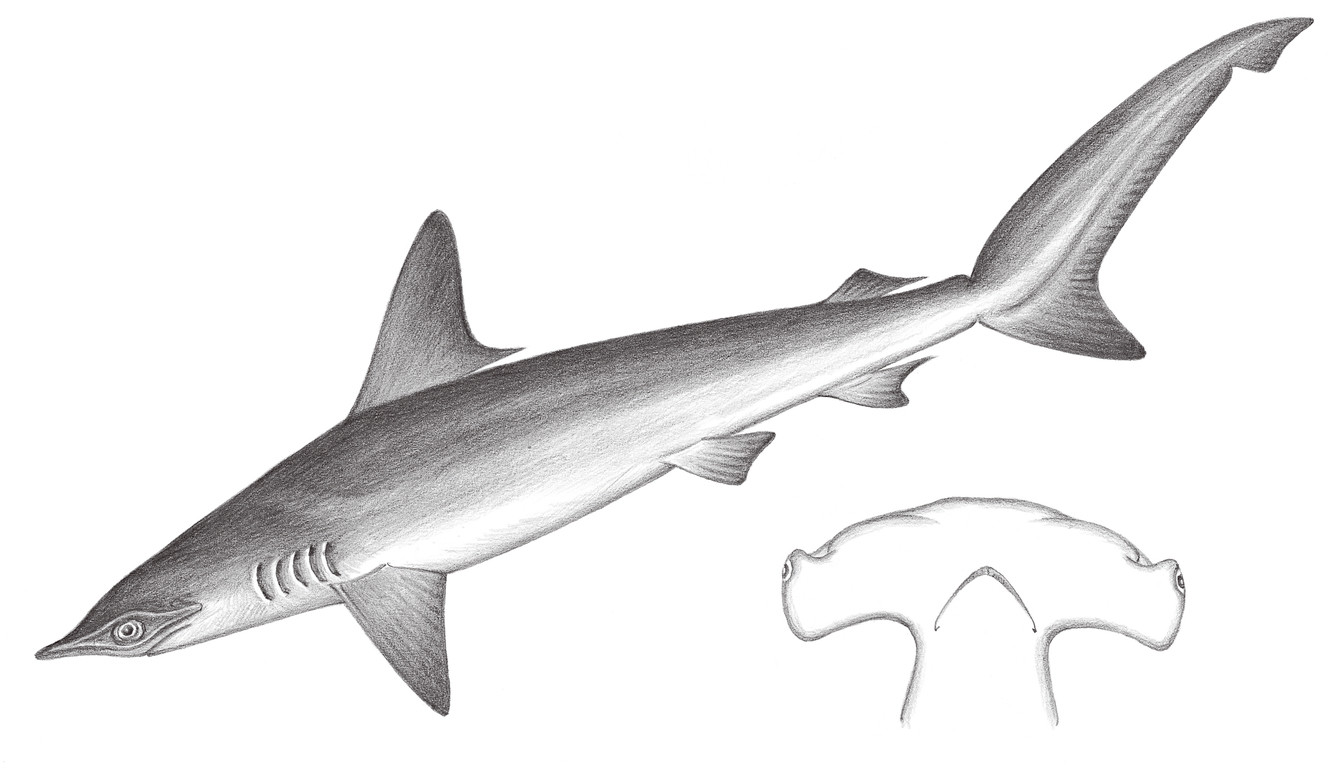 83.	錘頭雙髺鯊 Sphyrna zygaena (Linnaeus, 1758)
