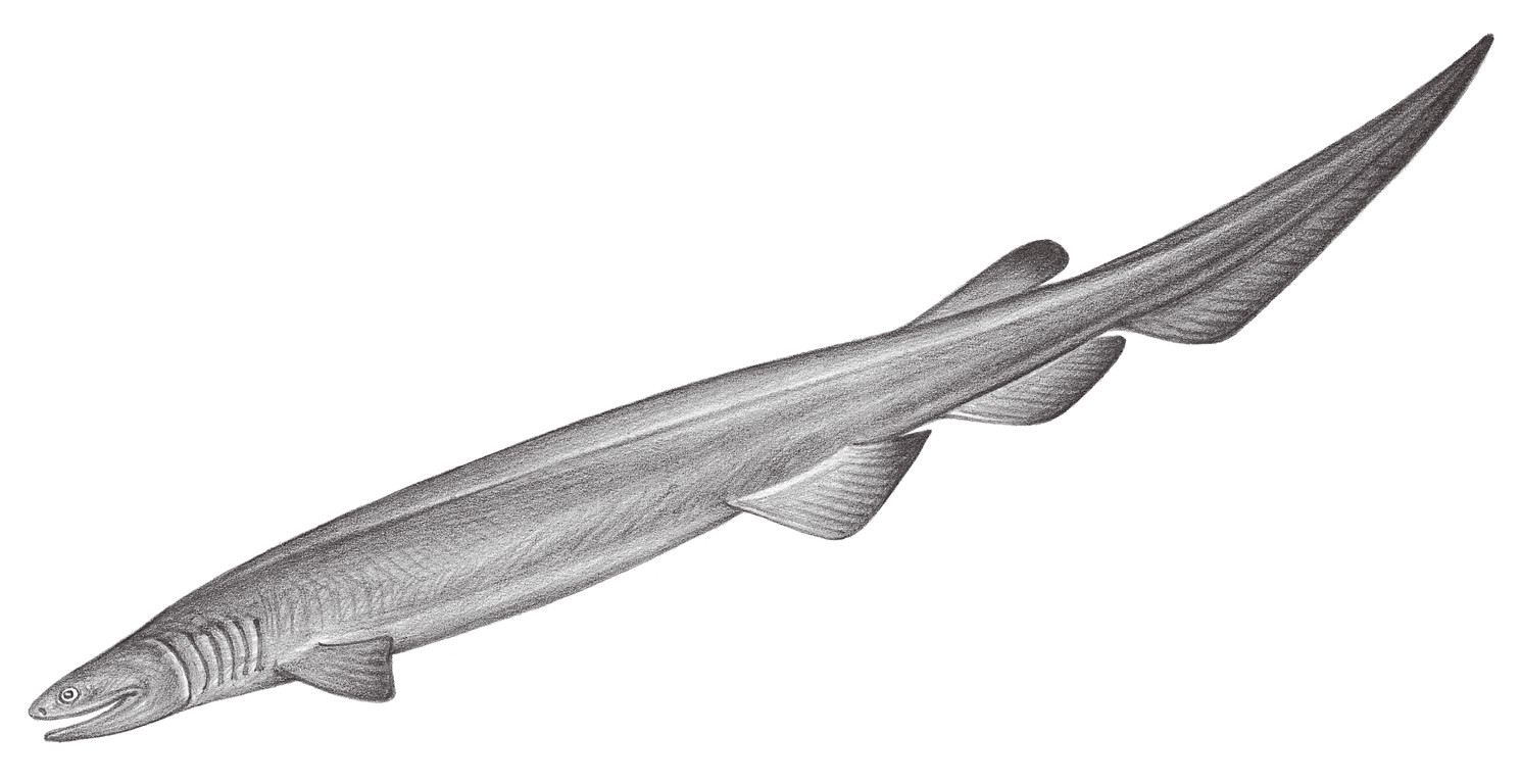 84.	皺鰓鮫（擬鰻鮫） Chlamydoselachus anguineus Garman, 1884