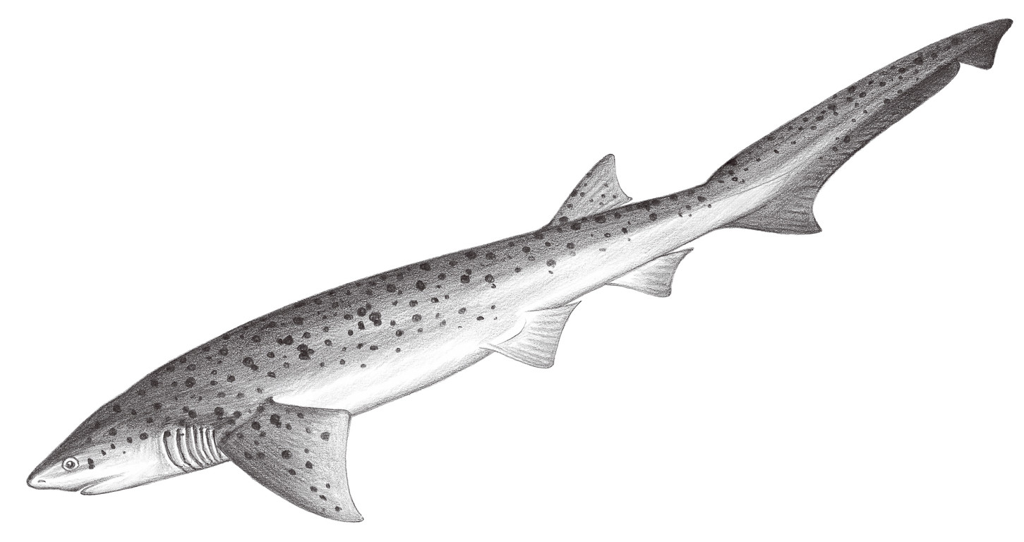 88.	油夷鮫 Notorynchus cepedianus  (Péron, 1807)