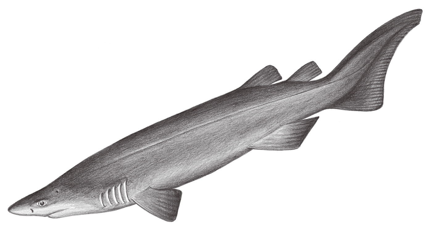 89.	棘吻鯊（笠鱗鮫） Echinorhinus cookei Pietschmann, 1928