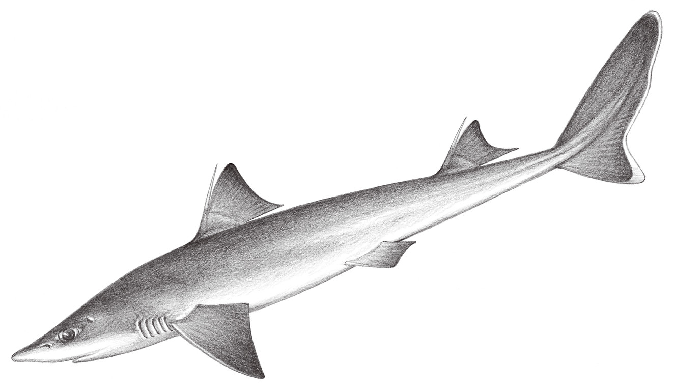 91.	高鰭棘鮫 Squalus blainvillei (Risso, 1820)