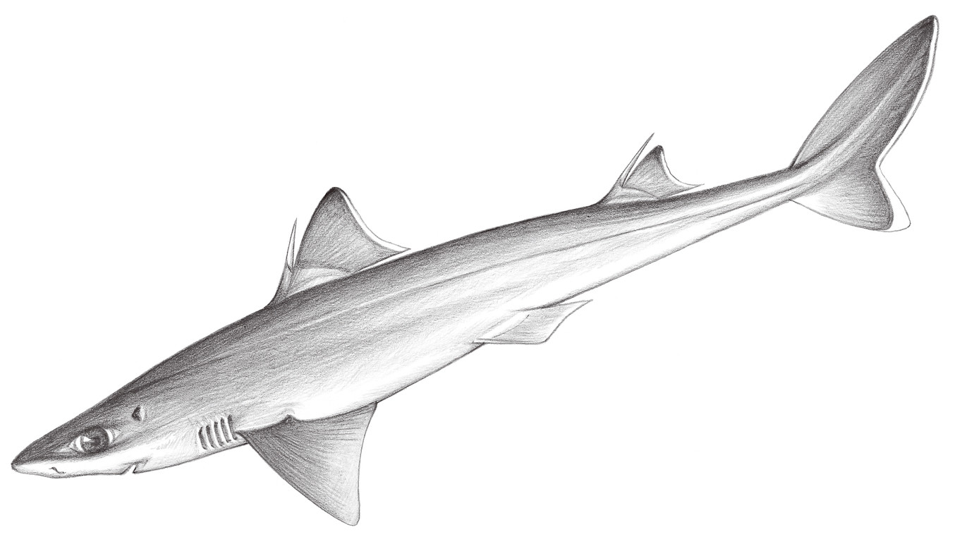 93.	短吻棘鮫 Squalus megalops (Macleay, 1881)