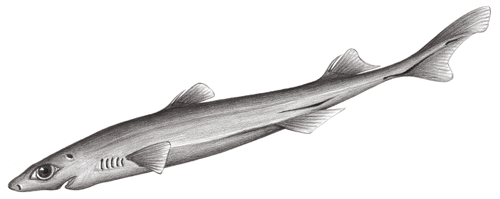 103.	畢氏烏鯊 Etmopterus bigelowi