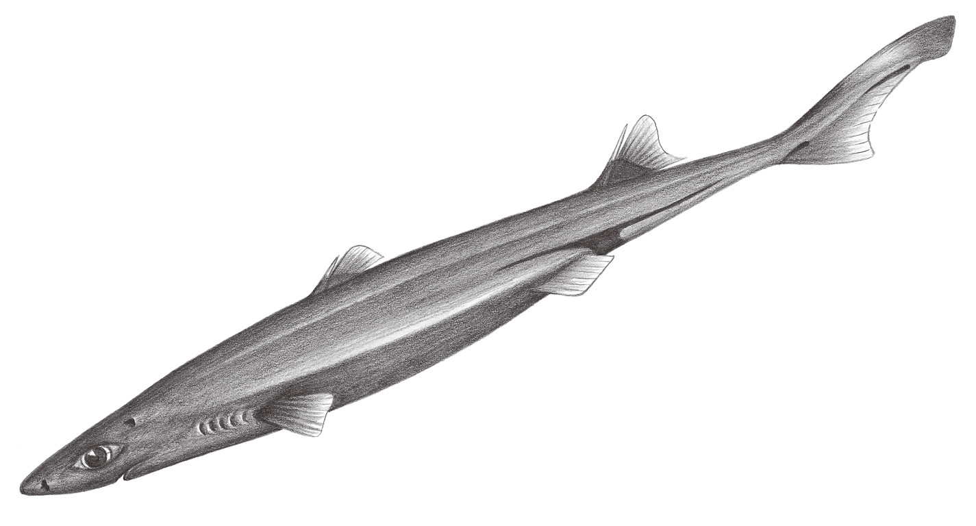 106.	莫氏烏鯊 Etmopterus molleri (Whitley, 1939)