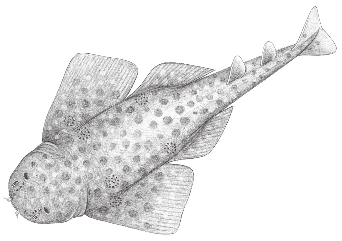 116.	擬背斑扁鯊 Squatina tergocellatoides Chen, 1963
