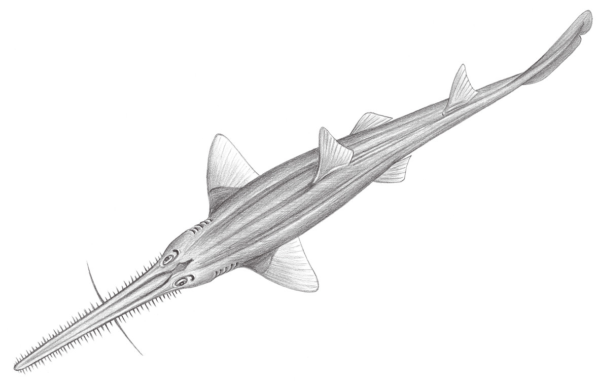 117.	日本鋸鯊　Pristiophorus japonicus Günther, 1870