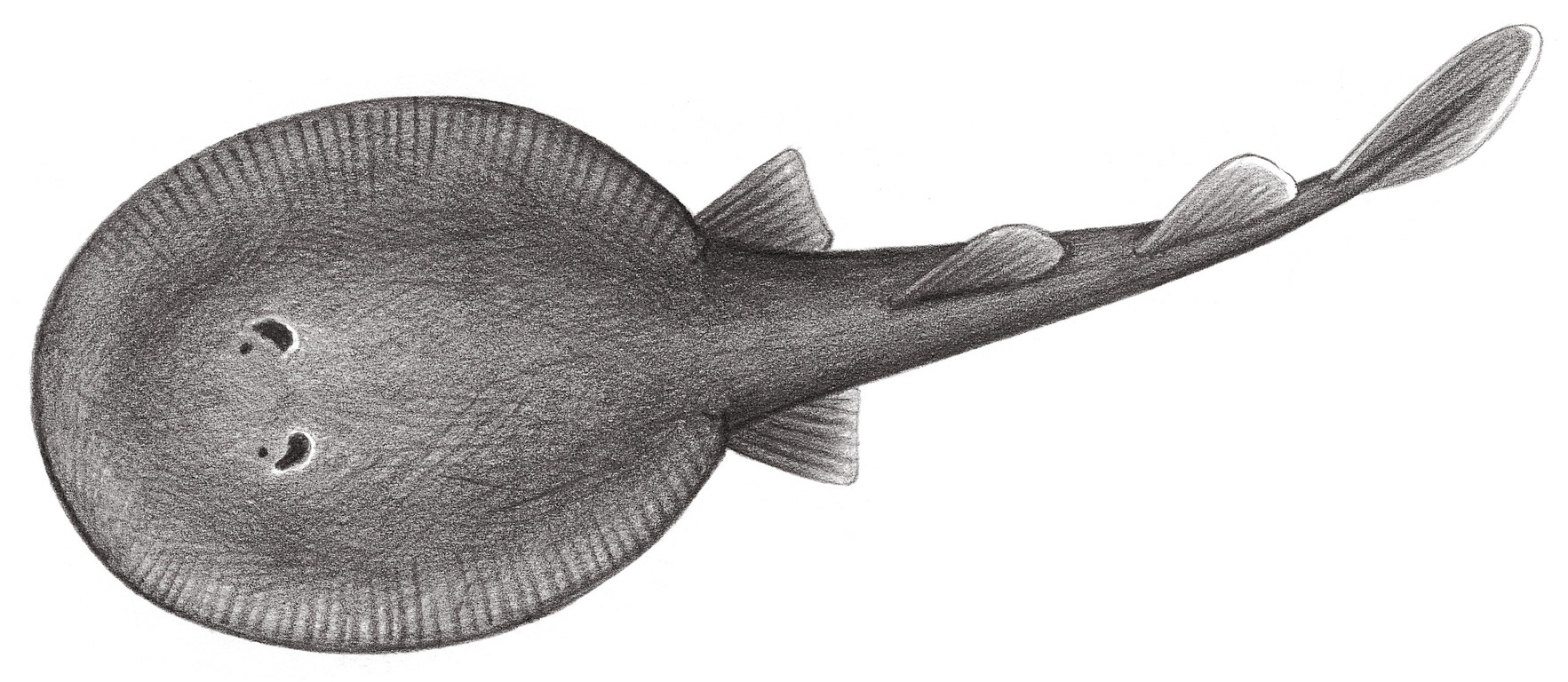 121.	深海電鰩 Benthobatis moresbyi Alcock, 1898