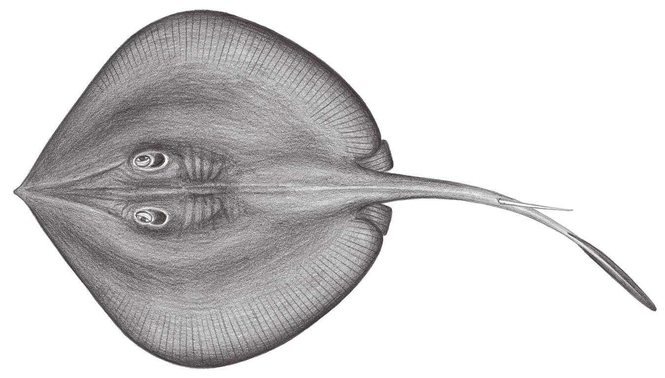 148.	曼達巨尾魟 Urotrygon munda Gill, 1863