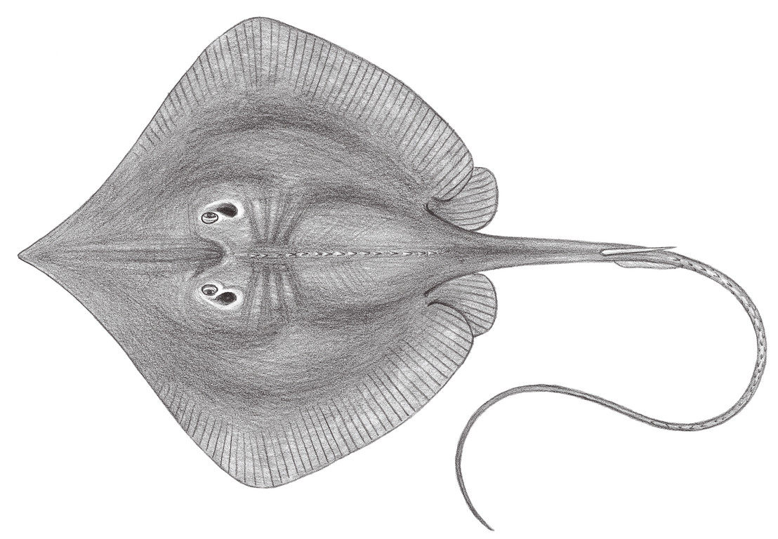 155.	小眼魟 Dasyatis microphthalmus Chen, 1948