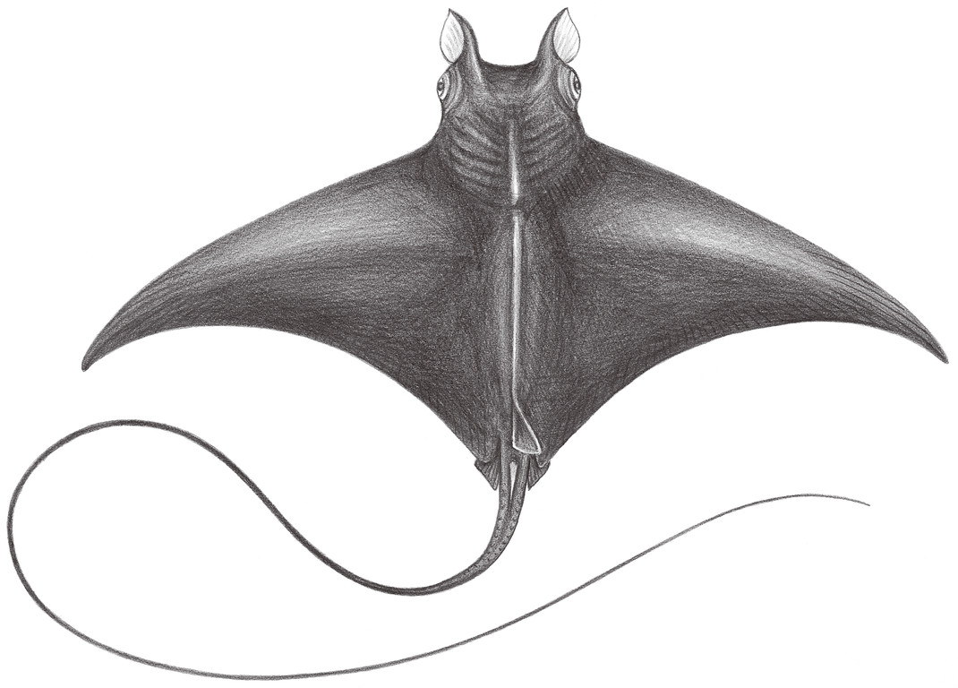 167.	日本蝠魟 Mobula japanica (Müller & Henle, 1841)