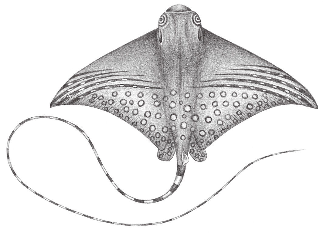 171.	鷹形圓吻燕魟 Aetomylaeus milvus (Müller & Henle, 1841)