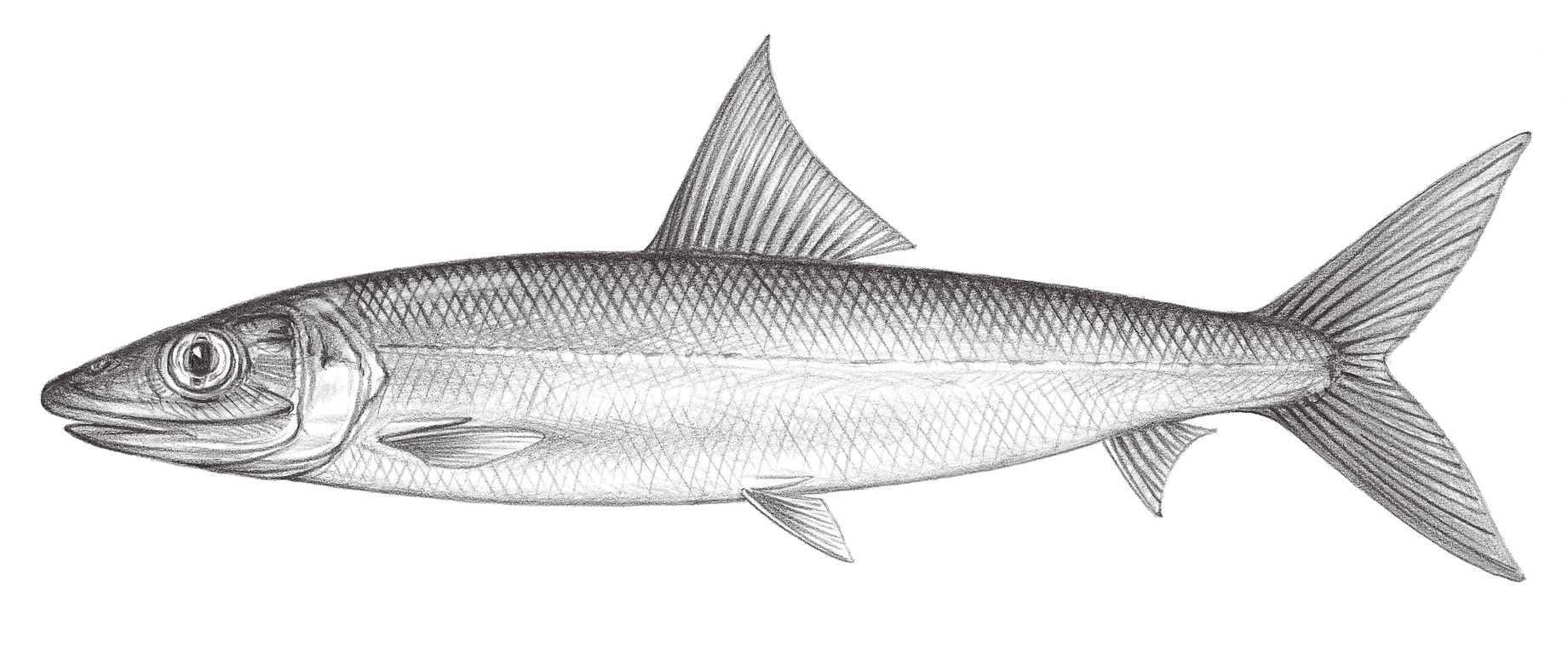 177.	北梭魚 Albula glossodonta (Forsskål, 1775)