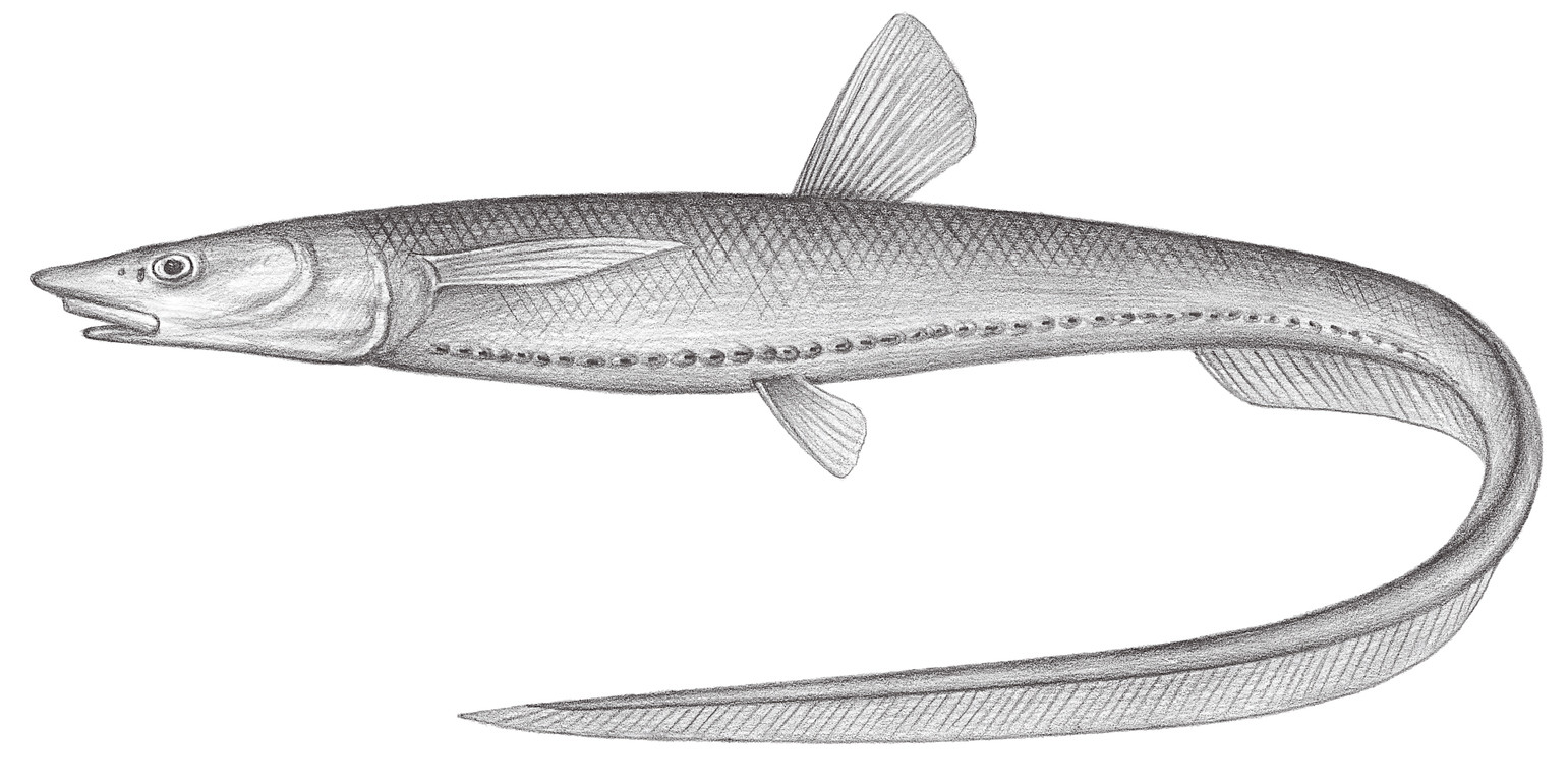 178.	海蜥鰻 Aldrovandia affinis (Günther, 1877)