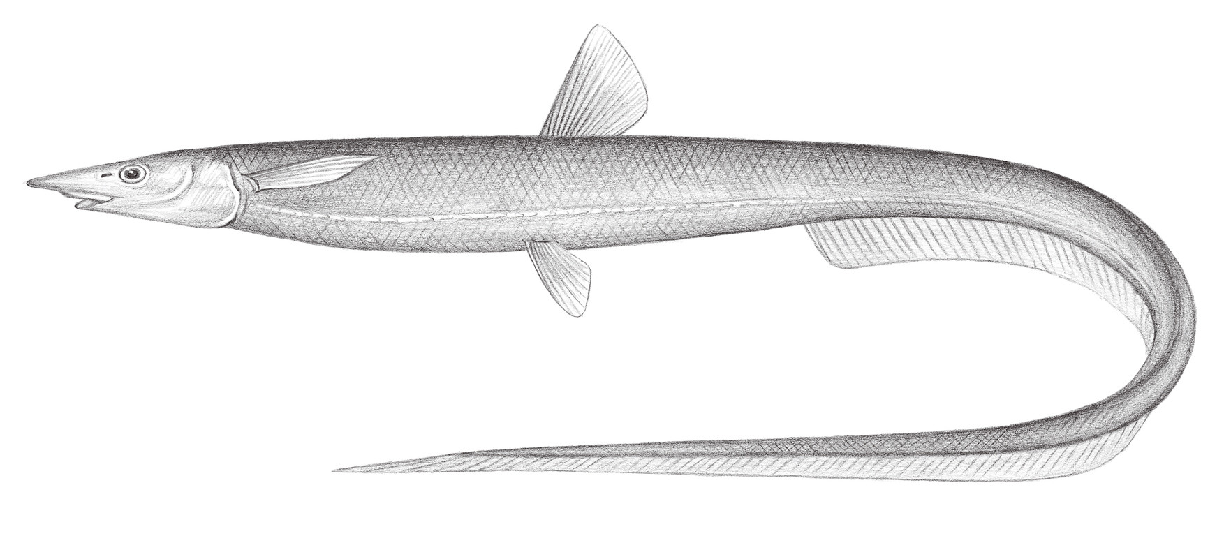 179.	擬海蜥魚 Halosauropsis macrochir (Günther, 1878)