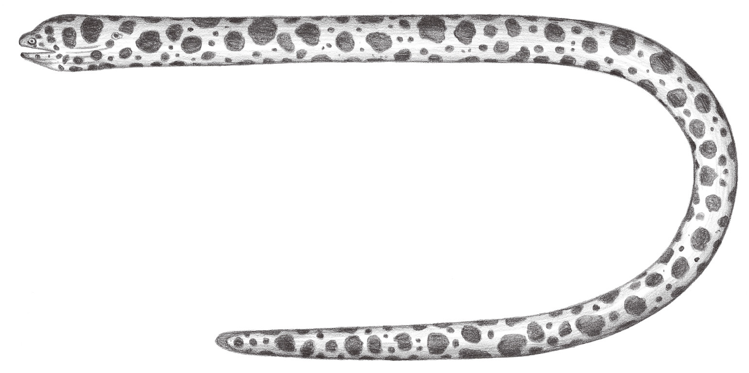 191.	虎斑鞭尾鱔 Scuticaria tigrina (Lesson, 1828)