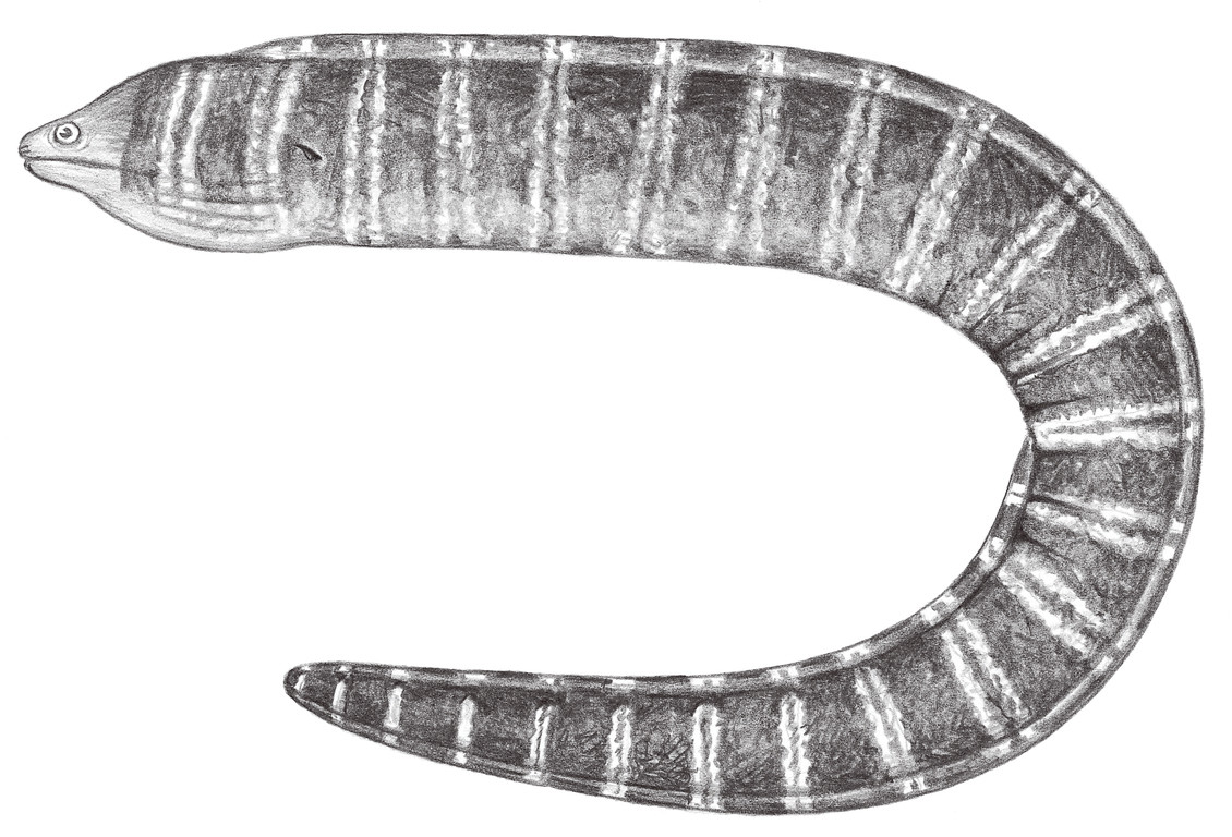 193.	多環蝮鱔 Echidna polyzona (Richardson, 1844)